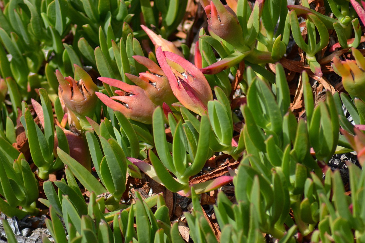 Coastal Gardening: What Actually Thrives in Pebble Beach's Fog and Salt Air
