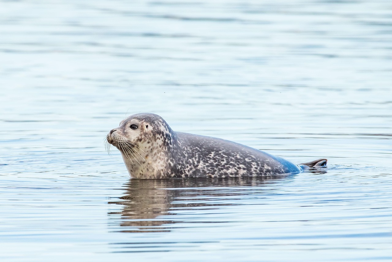 Seal Spotting Season: Where to Watch Wildlife Along the Pebble Beach Shore
