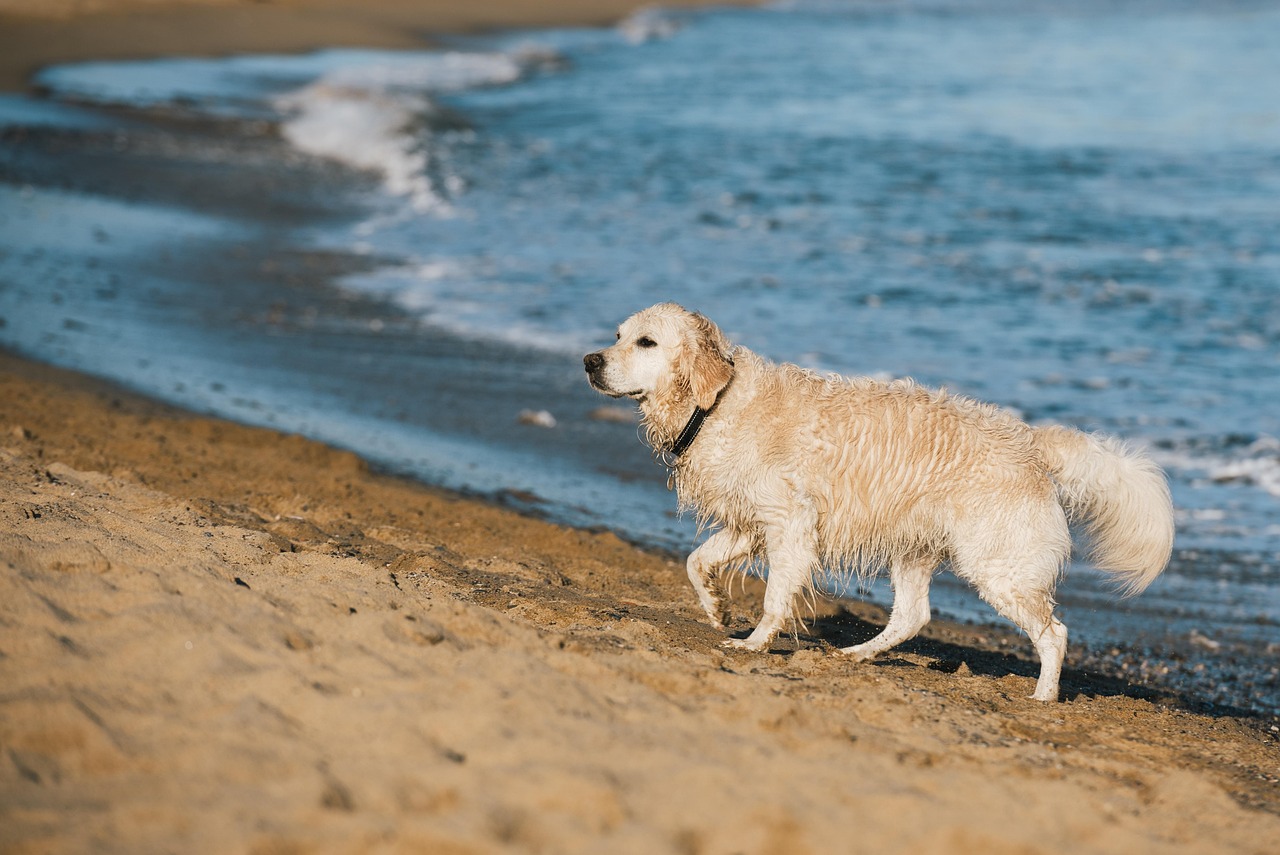 Why Pebble Beach Dogs Live the Good Life